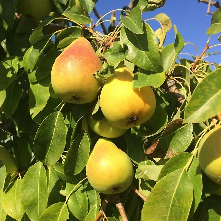 Turudhis Alloggio per agriturismo *