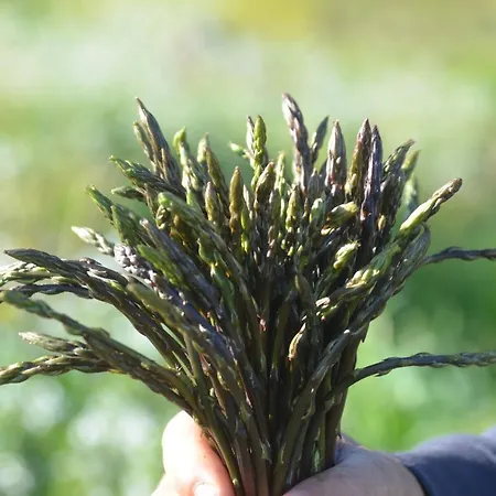 Turudhis Alloggio per agriturismo